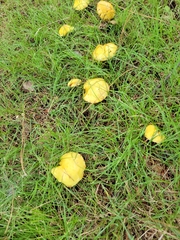 Suillus americanus