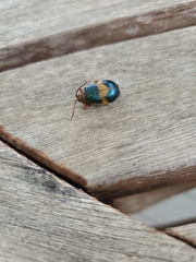 Monocesta coryli