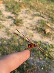 Libellula