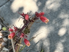 Hesperaloe parviflora