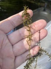 Hydrocharitaceae