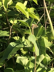 Coenonympha california
