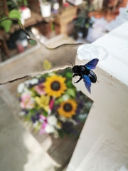Xylocopa violacea