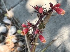 Hesperaloe parviflora