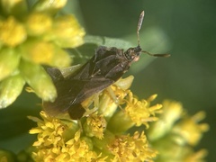 Phymata pennsylvanica