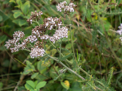Achillea millefolium