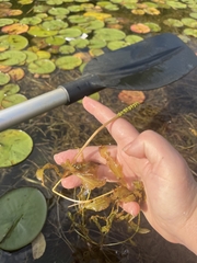 Potamogeton