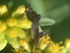 Phymata pennsylvanica