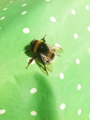 Bombus terrestris
