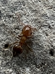 Crematogaster