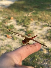 Libellula