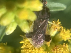 Phymata pennsylvanica