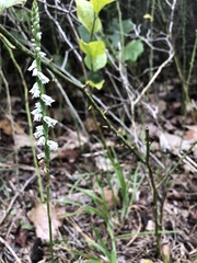 Spiranthes lacera gracilis