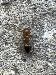 Crematogaster