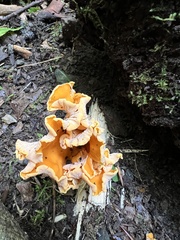 Cantharellus lateritius