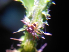 Synema globosum