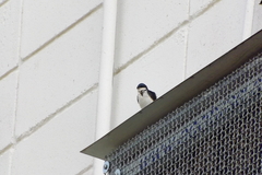 Pygochelidon cyanoleuca
