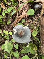 Russula crustosa