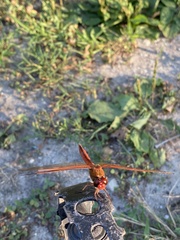 Libellula
