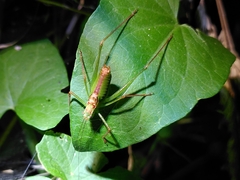 Leptophyes punctatissima