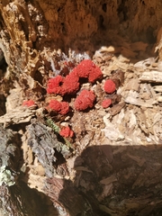 Tubifera ferruginosa