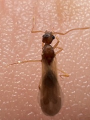 Cyphomyrmex wheeleri