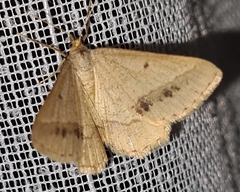 Isturgia arenacearia