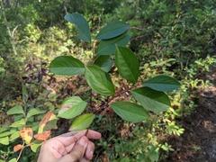 Aronia arbutifolia