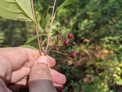 Aronia arbutifolia