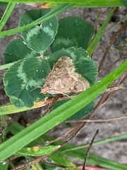 Achyra rantalis