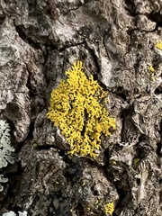 Candelaria concolor