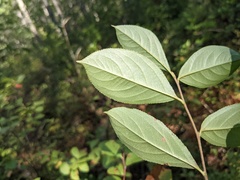 Aronia arbutifolia