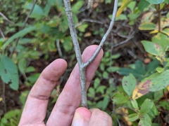 Aronia arbutifolia
