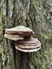 Fomitopsis ochracea