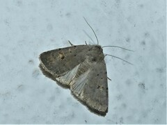 Caradrina kadenii