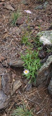 Erigeron speciosus