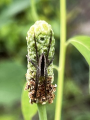 Pisaurina mira