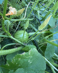 Cucurbita