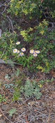 Erigeron speciosus