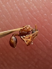 Cyphomyrmex wheeleri