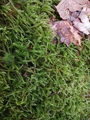 Rhytidiadelphus loreus