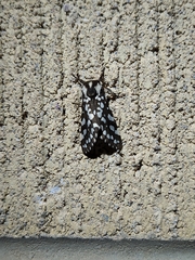 Lophocampa