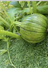 Cucurbita
