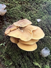 Armillaria mellea