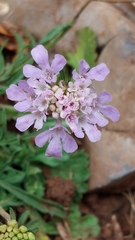 Scabiosa columbaria