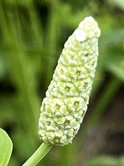 Sphenoclea zeylanica