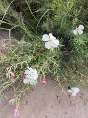 Oenothera pallida