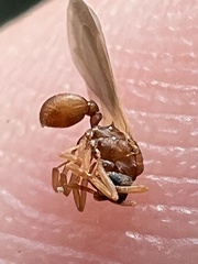 Cyphomyrmex wheeleri