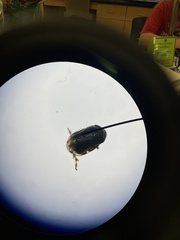 Clastoptera xanthocephala