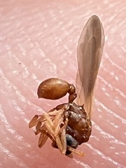 Cyphomyrmex wheeleri